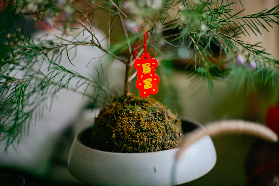 Atelier kokedama à Bordeaux pour réaliser une composition végétale japonaise